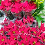 鮮やかな赤いポインセチアの花